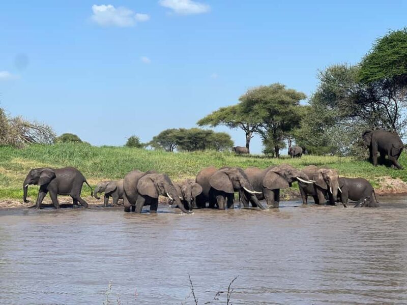 Tanzania: 8-Day Private Safari - Analyzing the Cost and Value