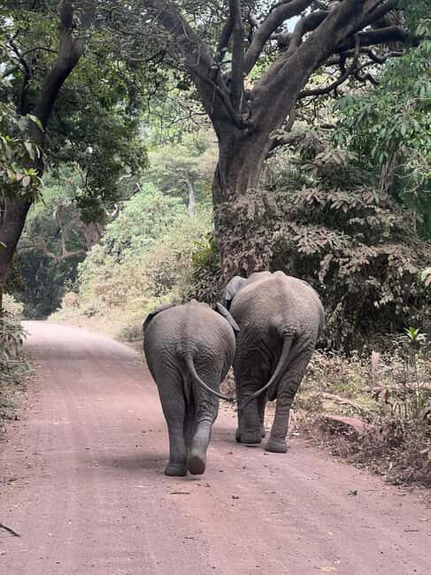 Tanzania: 8-Day Private Safari - Who Should Consider This Safari?