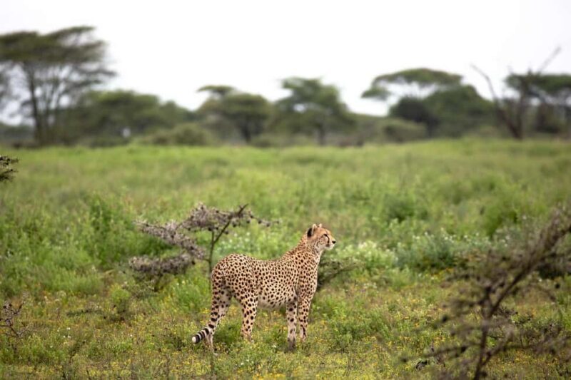 Tanzania: 8-Day Private Safari - Final Thoughts: Is This Safari Right for You?