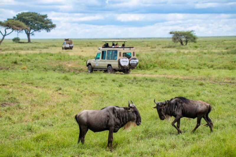 Tanzania: 8 Days Drive In Fly Out Luxury Safari - Value and Overall Impressions