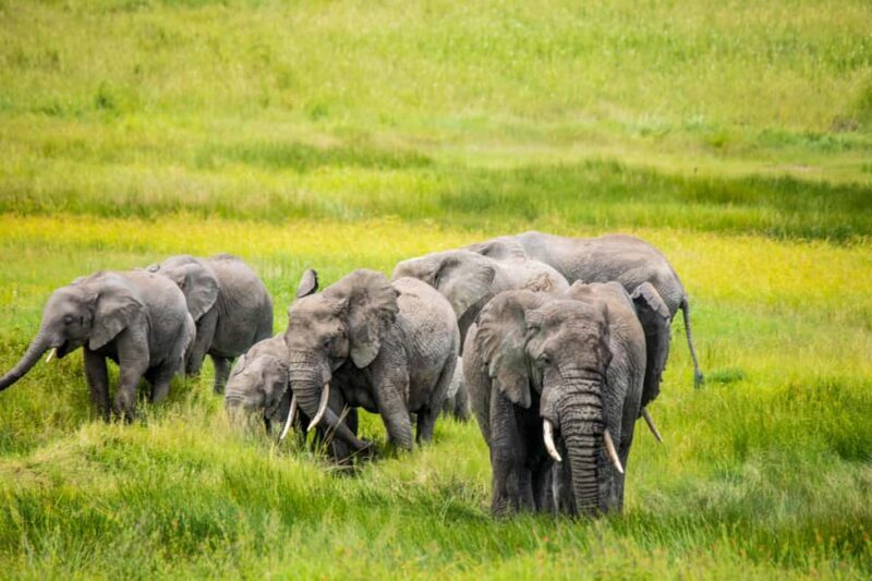 Tanzania: 8 Days Drive In Fly Out Luxury Safari - The Sum Up