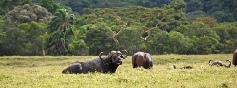 Tanzania: 9-Day Safari and Zanzibar Beach Tour - Key Points