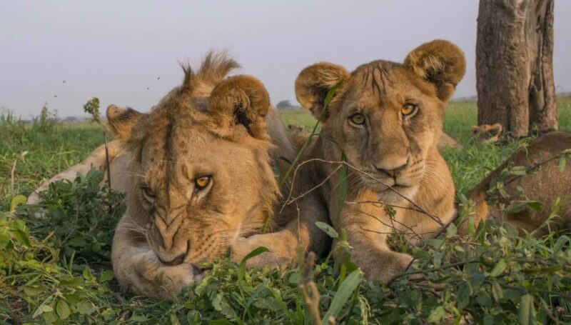 Tanzania: 9-Day Safari and Zanzibar Beach Tour - The Practical Aspects: What You Should Know