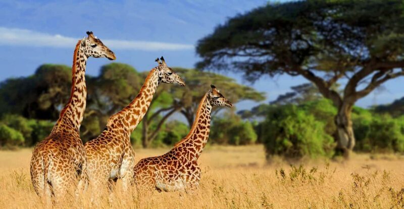 Tanzania: 9-Day Safari with Maasai Cultural Experience - Final Thoughts