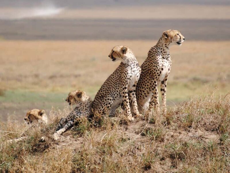 Tanzania and Zanzibar: 12-Day Honeymoon Adventure - The Essence of the Safari and Why It Matters