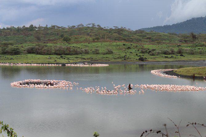 Tanzania - Arusha NP - Private Guided 4x4 Safari - Game Drive & Walking - Key Points