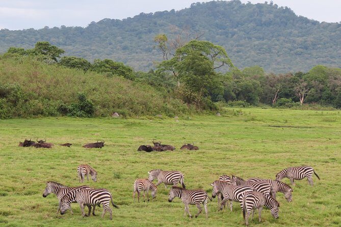 Tanzania - Arusha NP - Private Guided 4x4 Safari - Game Drive & Walking - Final Thoughts: Who Is This Tour Perfect For?