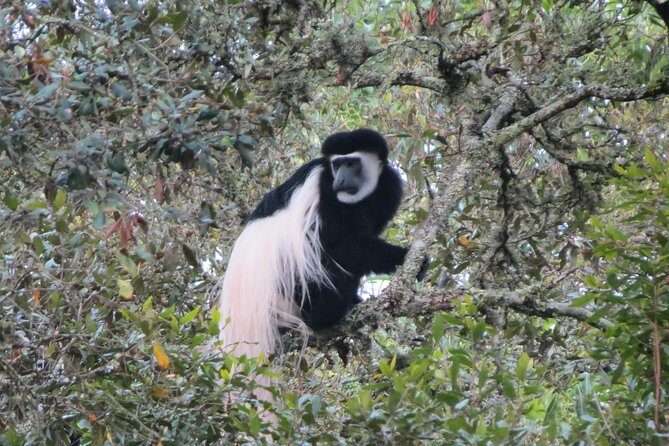 Tanzania - Arusha NP - Private Guided 4x4 Safari - Game Drive & Walking - FAQs