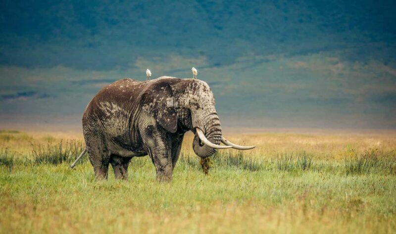 Tanzania: Big 5 Tour - What Reviewers Say