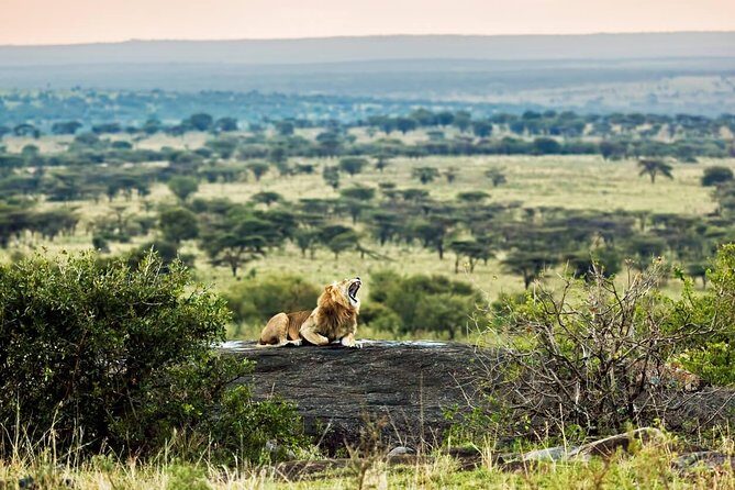 Tanzania Classic - 7 Days - Is It Worth It? Analyzing the Value