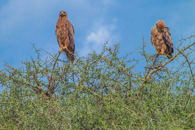 Tanzania Classic Safari 3 Days / 2 Nights - Key Points