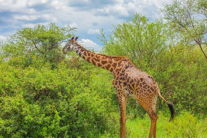 Tanzania Classic Safari 3 Days / 2 Nights - Why We Think This Tour Is a Good Deal