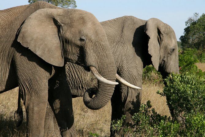 Tanzania Classic Safari 3 Days / 2 Nights - Practical Considerations