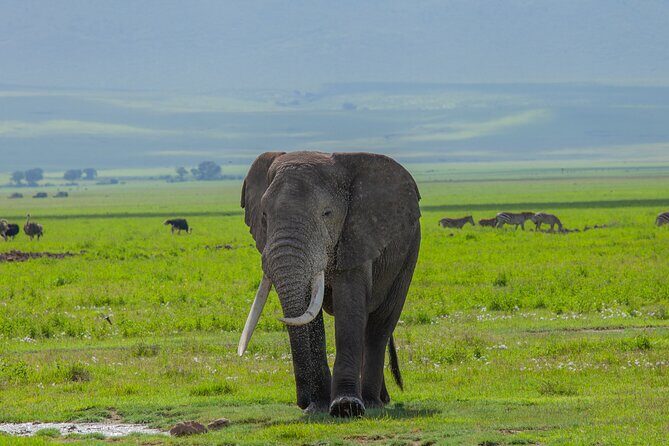 Tanzania Classic Safari 3 Days / 2 Nights - Authentic Experiences That Stand Out