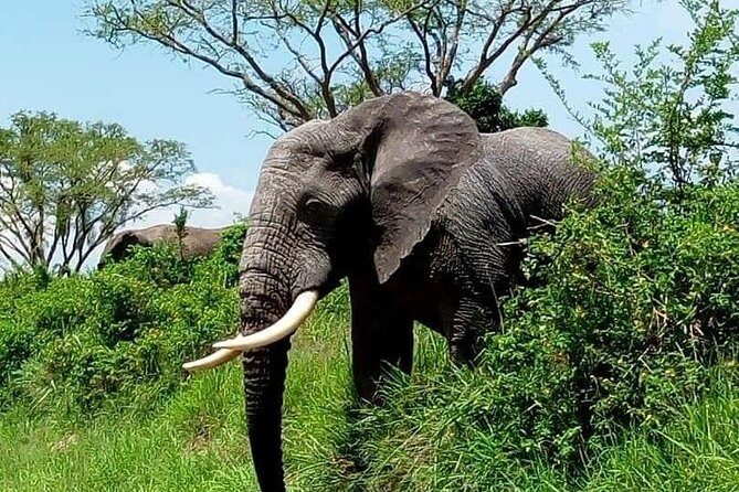 Tanzania Day Tour to Ngorongoro Crater- Lowest Price - Pricing: Does It Offer Good Value?