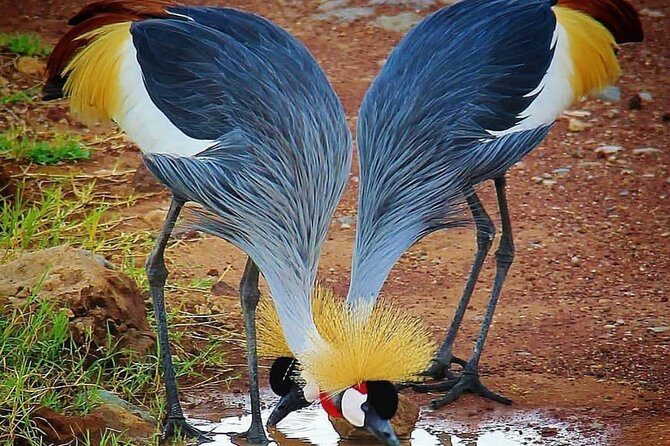 Tanzania Day Tour to Ngorongoro Crater- Lowest Price - Who Will Love This Tour?