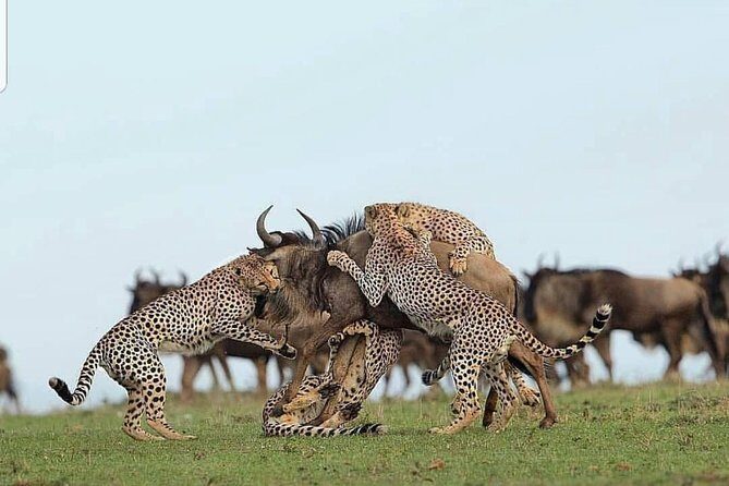 Tanzania Day Tour to Ngorongoro Crater- Lowest Price - The Sum Up