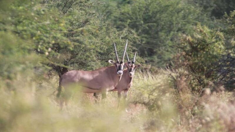 Tanzania: Four Days Wildlife Safari in Northern Parks - The Itinerary Breakdown: What You Can Expect