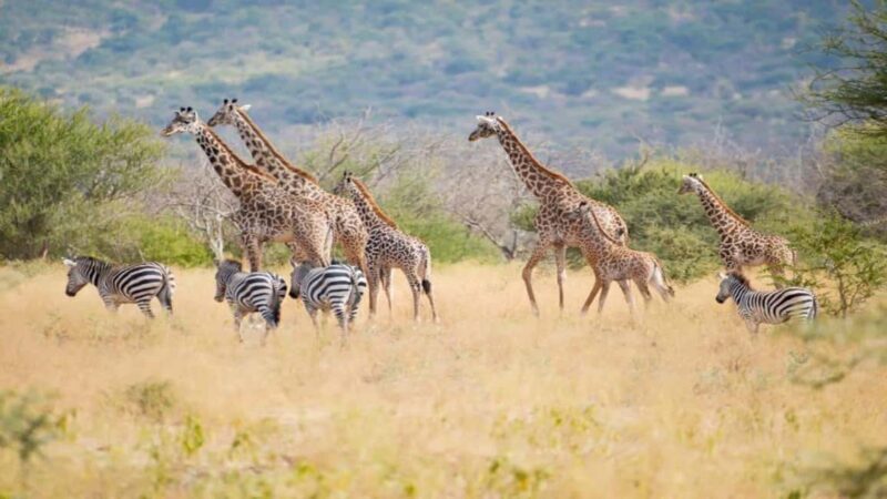 Tanzania: Four Days Wildlife Safari in Northern Parks - The Value of This Tour