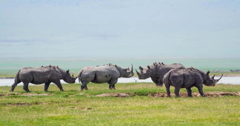 Tanzania: Four Days Wildlife Safari in Northern Parks - Practical Details & Considerations