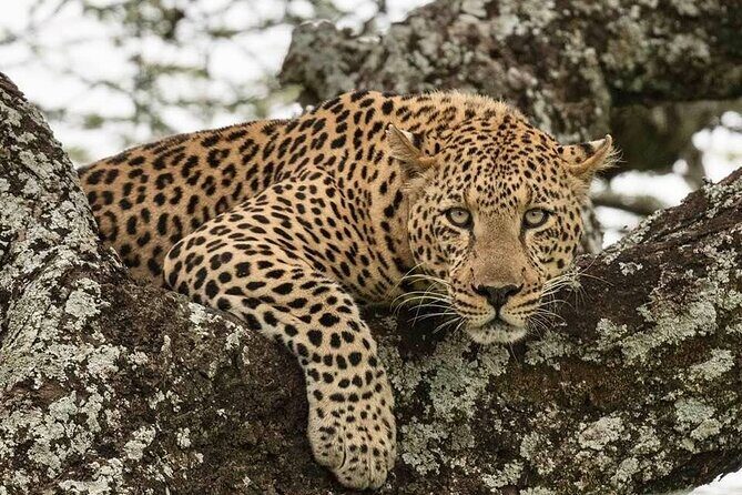 Tanzania Luxury Safari - Introduction: Who’s This Tour For?