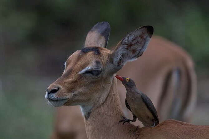 Tanzania Luxury Safari - The Value Proposition