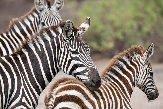 Tanzania Luxury Safari - FAQs