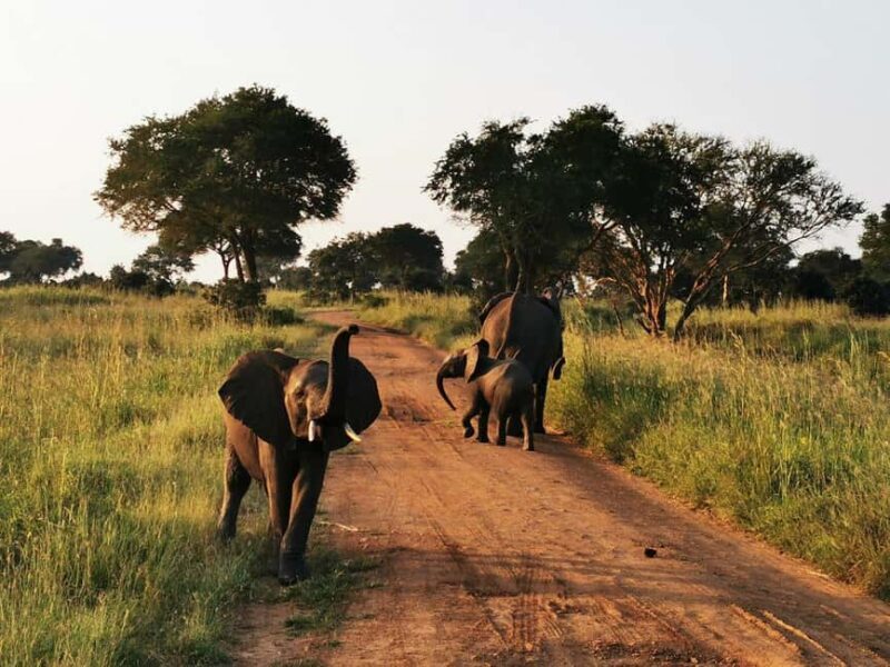 Tanzania: Mikumi National Park 3-Day Private Safari - An In-Depth Look at the Mikumi Safari Experience