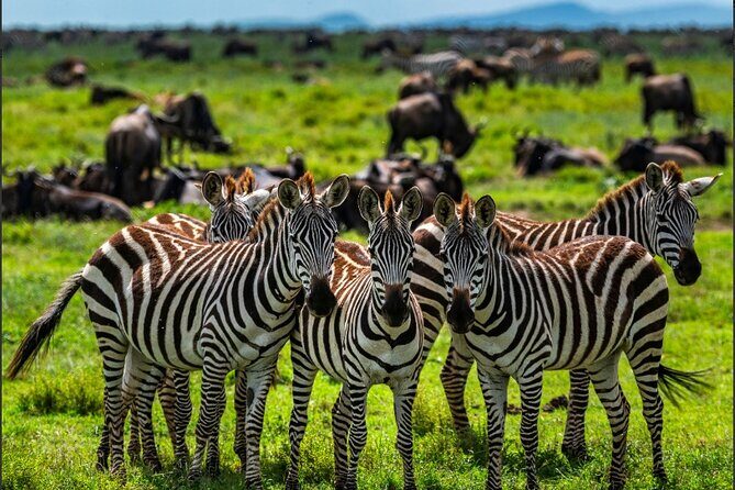 Tanzania Safari and Kilimanjaro Climb Multi-Day Experience - A Closer Look at the Journey: From Safari to Summit