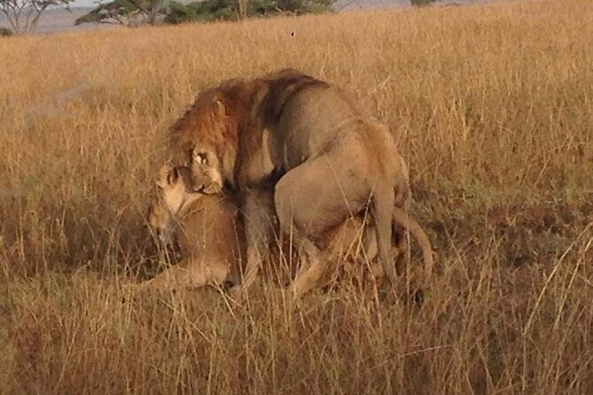 Tanzania Safari and Kilimanjaro Climb Multi-Day Experience - FAQ