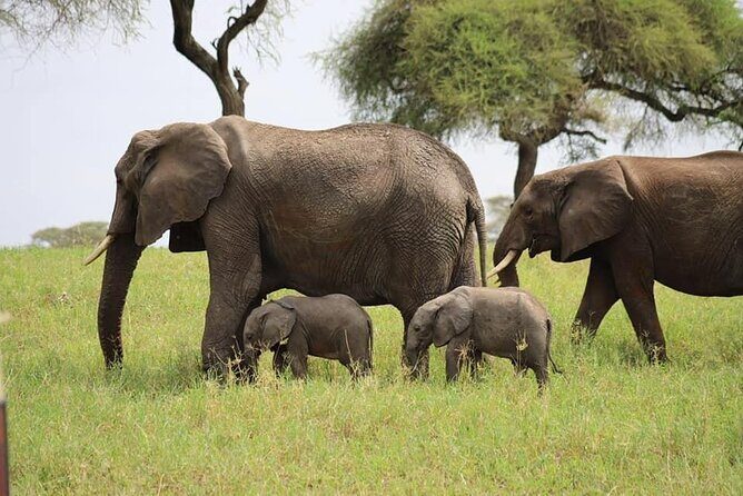 Tanzania Safari and Kilimanjaro Climb Multi-Day Experience - Final Thoughts