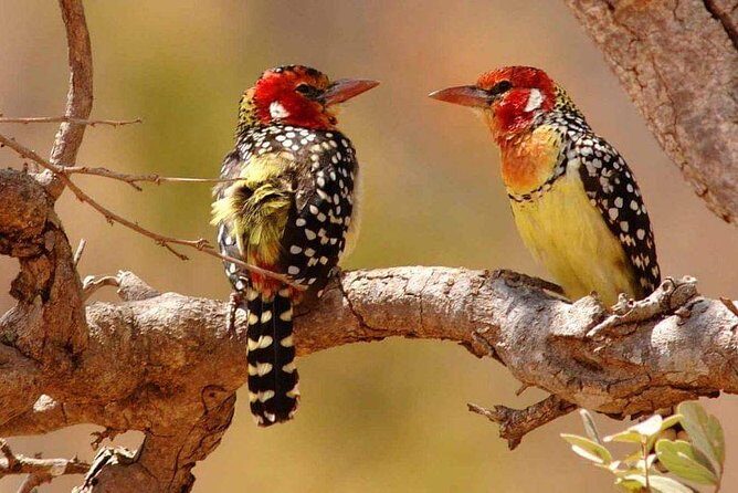 Tanzania Safari Join Group - The Value of This Safari
