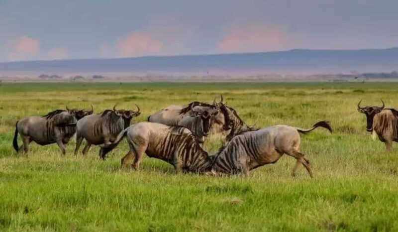 Tanzania Safari: Mikumi National Park Tour with One night - A Closer Look at the Itinerary and What to Expect
