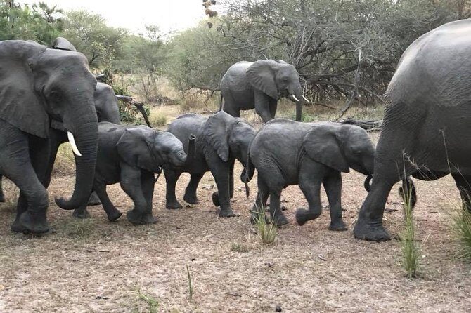 Tanzania Safari - The Great Migration in the North of the Serengeti and Lake Natron - Logistics & Practical Considerations