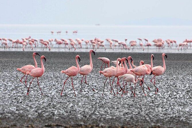 Tanzania Safari - The Great Migration in the North of the Serengeti and Lake Natron - FAQ