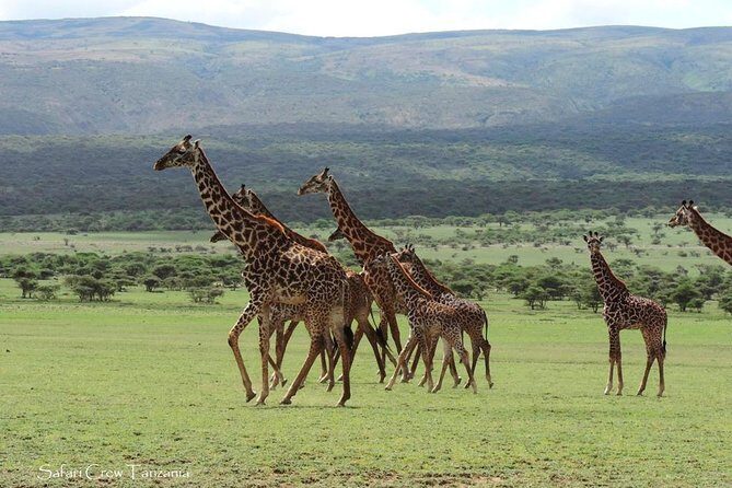 Tanzania safari with guide in Italian, the great Migration of the Serengeti - Why is the Price Worth It?