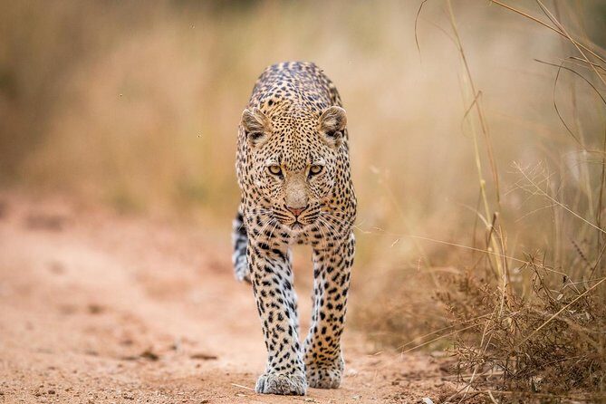 Tanzania Simba Safari - 5 Days - Practical Tips for Travelers