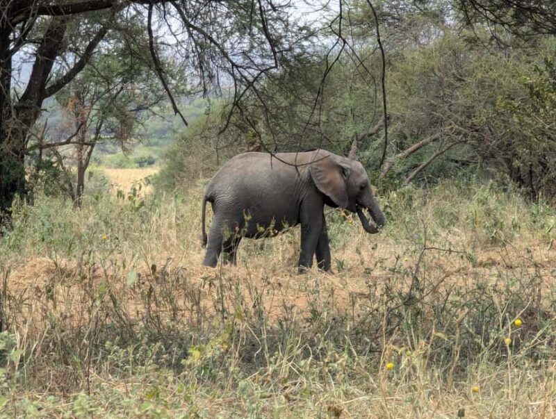 Tanzania Wild Explorer - An In-Depth Look at the Tanzania Wild Explorer
