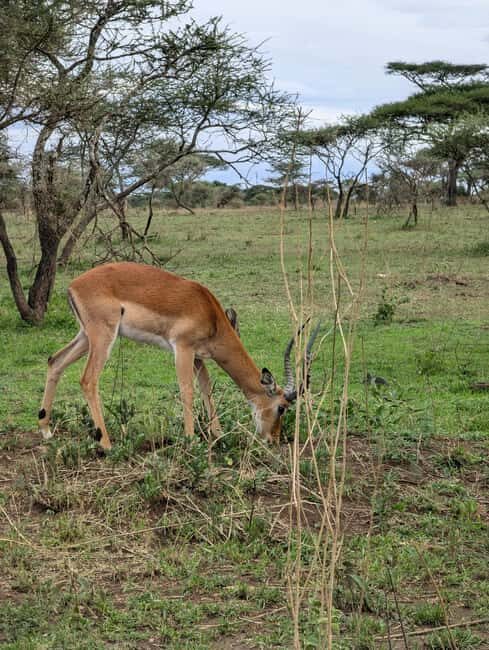 Tanzania Wild Explorer - FAQ