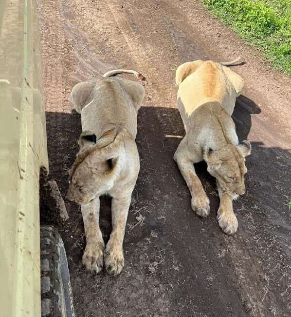 Tanzania wild safari: 2-Days Tarangire and Ngorongoro Crater - Key Points