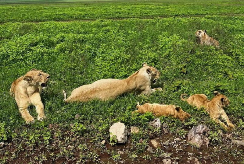 Tanzania wild safari: 2-Days Tarangire and Ngorongoro Crater - The Sum Up