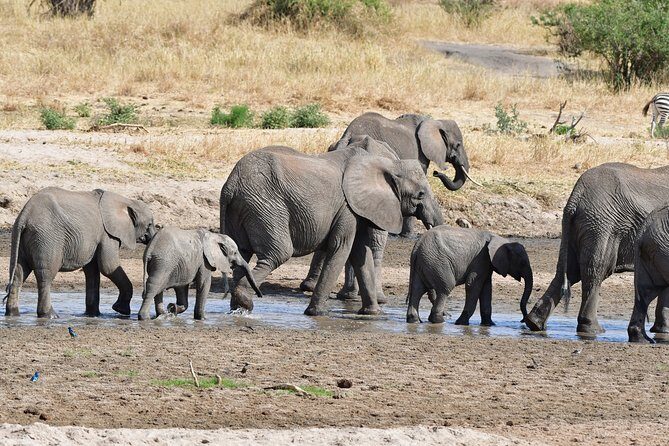 Tanzania Wildlife Cultural Safari from Arusha. - The Experience of a Lifetime—Packed with Value