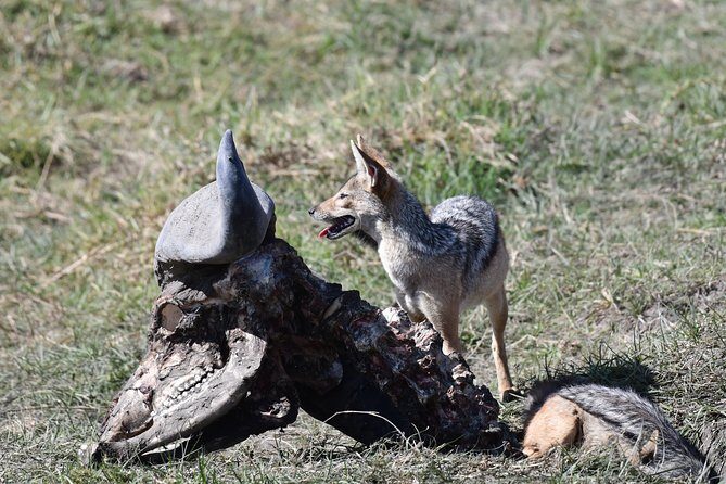 Tanzania Wildlife Cultural Safari from Arusha. - FAQ
