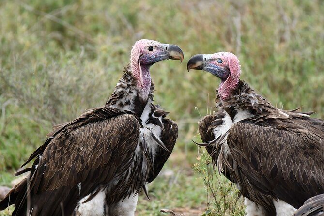 Tanzania Wildlife Cultural Safari from Arusha. - Final Thoughts