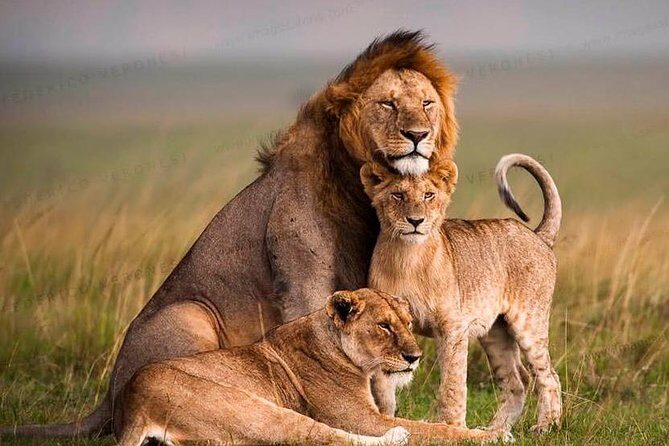 Tanzania Wildlife Encounters - 6 Days - A Close Look at the 6-Day Itinerary