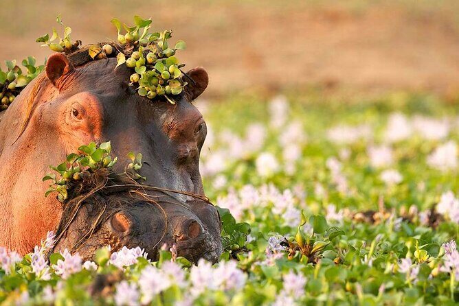Tanzania Wildlife Encounters - 6 Days - Practical Tips for Potential Travelers