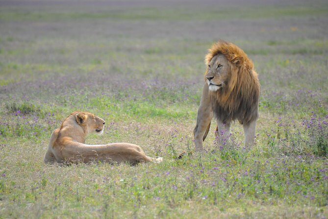 Tanzania Wildlife Encounters - 6 Days - FAQ