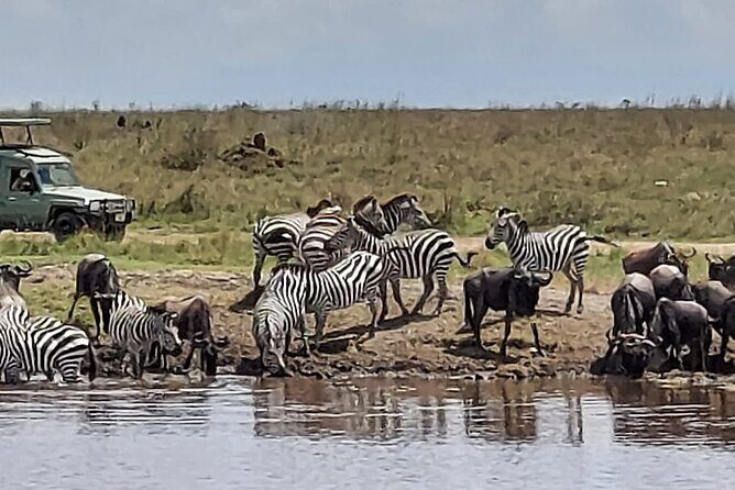 Tanzania Wildlife Safari Budget Camping - An In-Depth Look at the Safari Itinerary