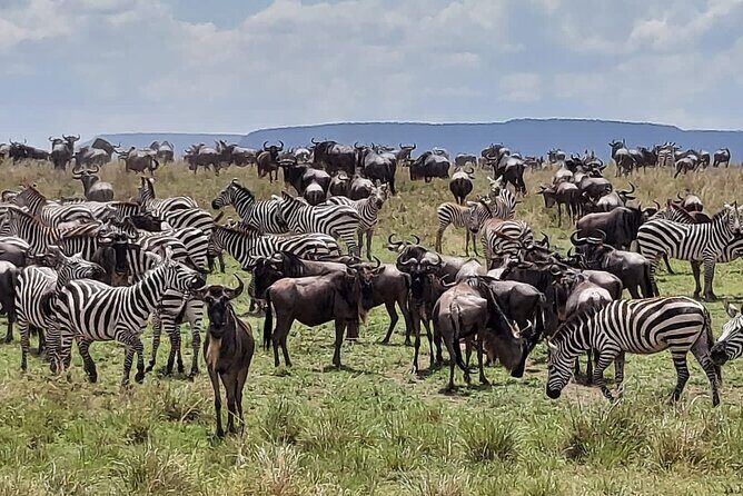 Tanzania Wildlife Safari Budget Camping - What Do the Reviews Say?