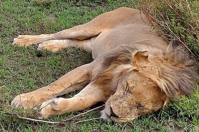Tanzania Wildlife Safari Budget Camping - FAQ